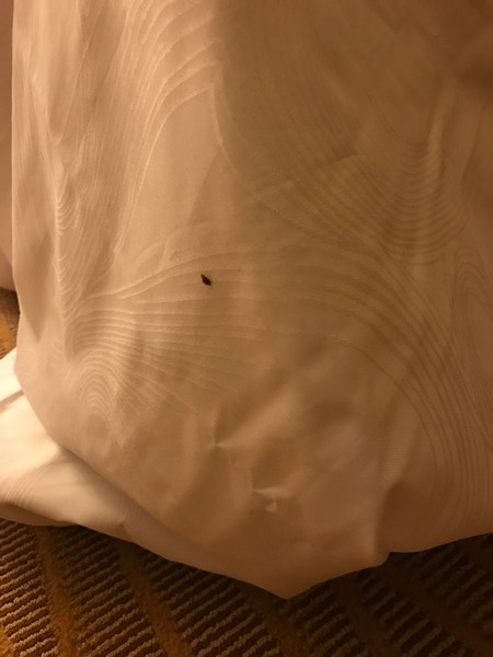 Bed Bug Reports - Check Hotels and Apartments Before You Stay