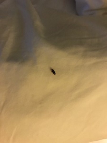 Bed Bug Reports - Check Hotels and Apartments Before You Stay