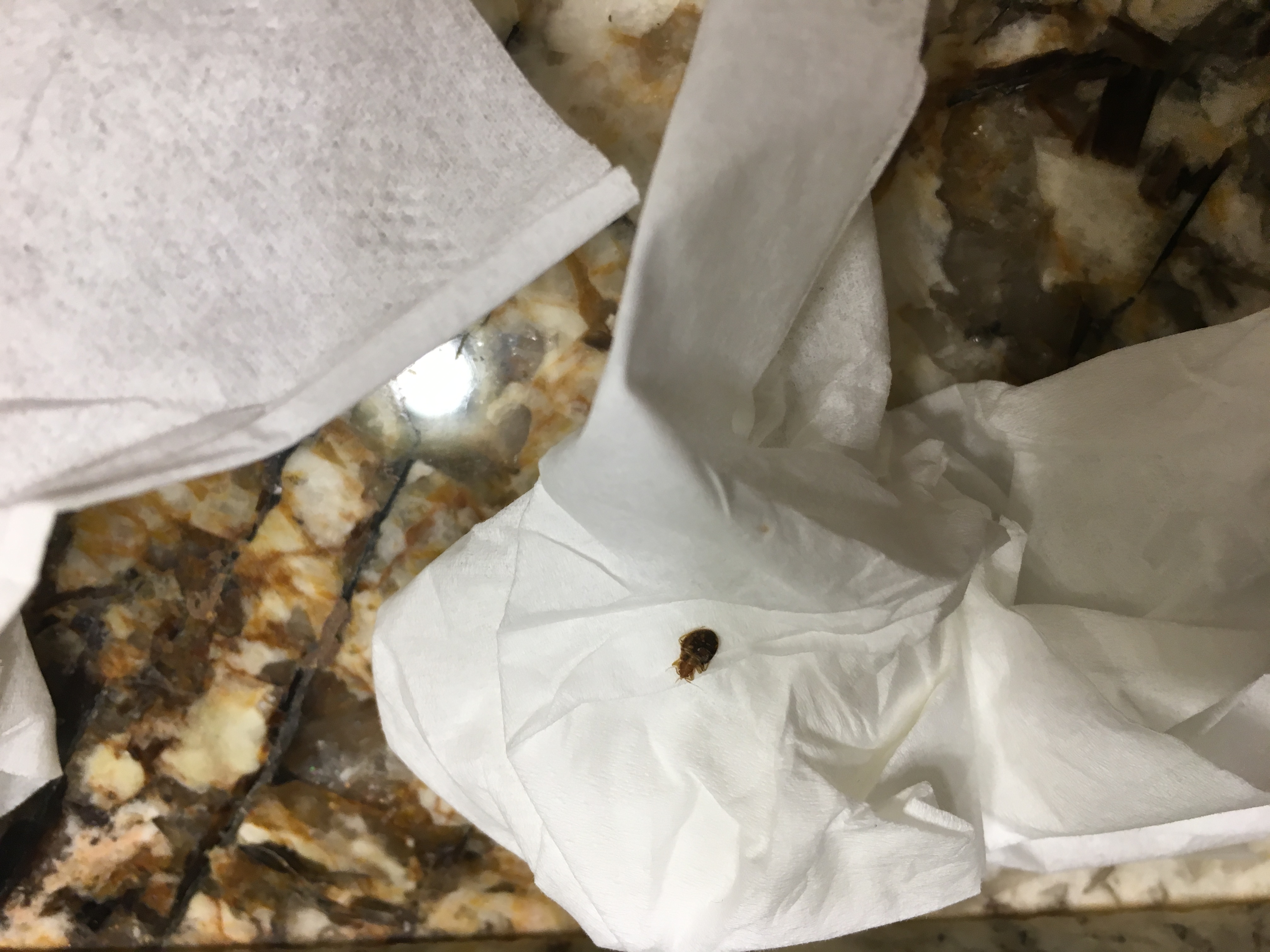 Bed Bug Reports Check Hotels and Apartments Before You Stay