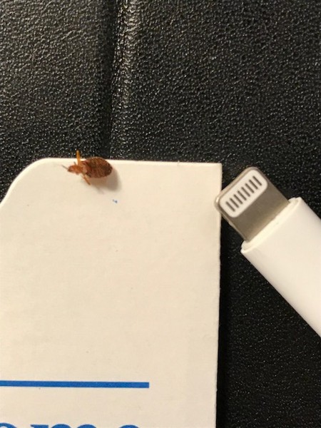 Bed Bug Reports - Check Hotels and Apartments Before You Stay