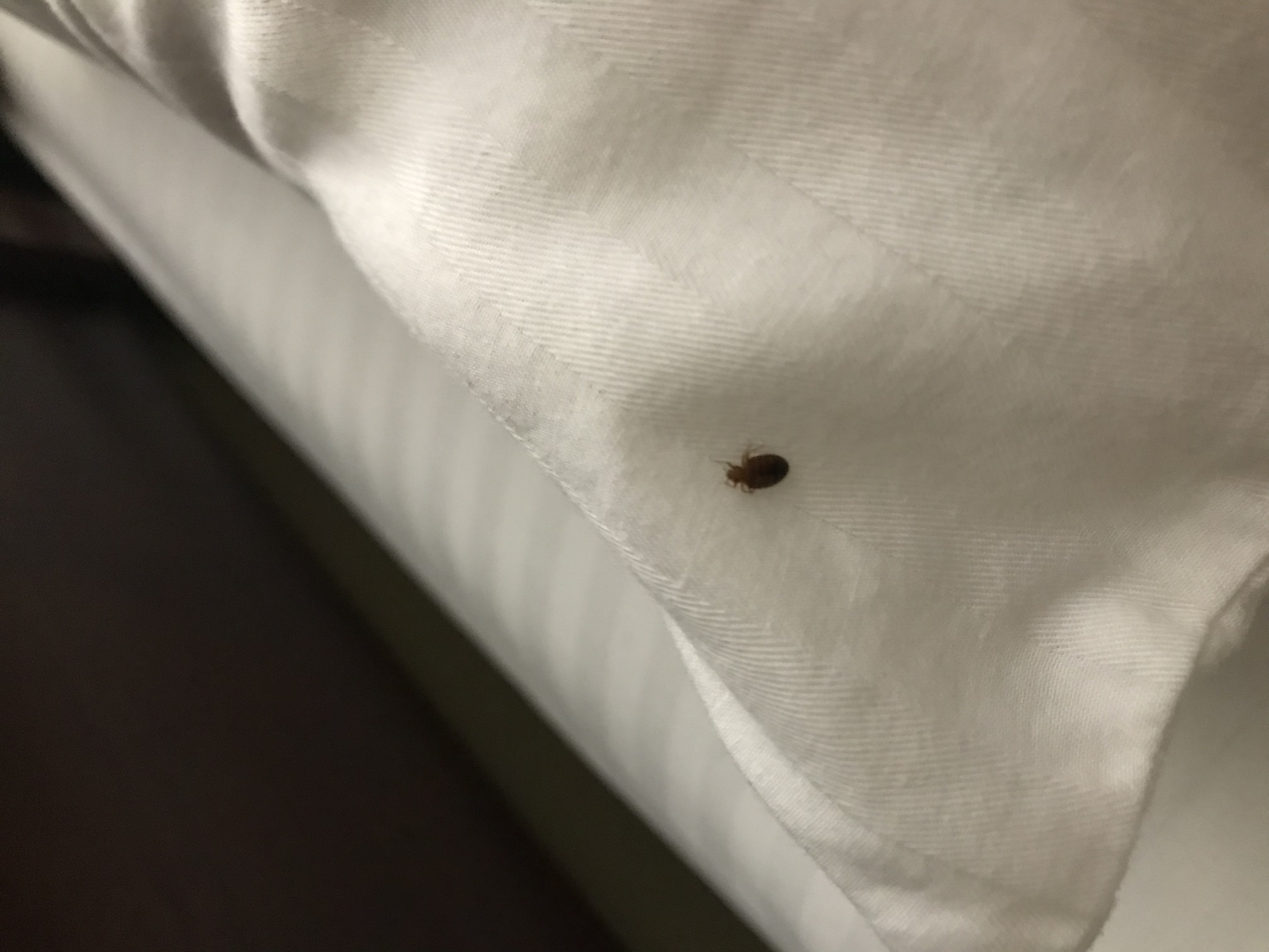 Bed Bug Reports Check Hotels and Apartments Before You Stay