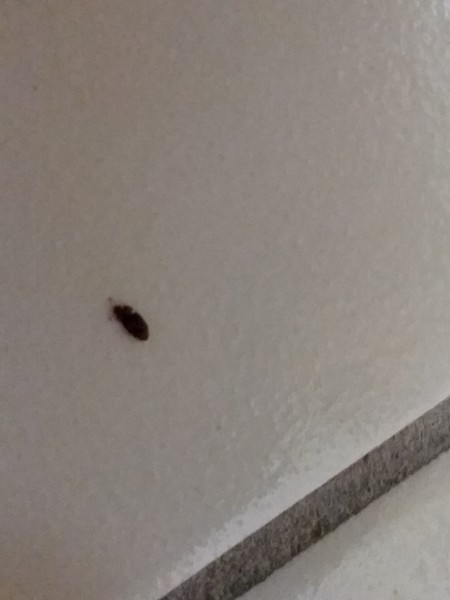 Bed Bug Reports - Check Hotels And Apartments Before You Stay