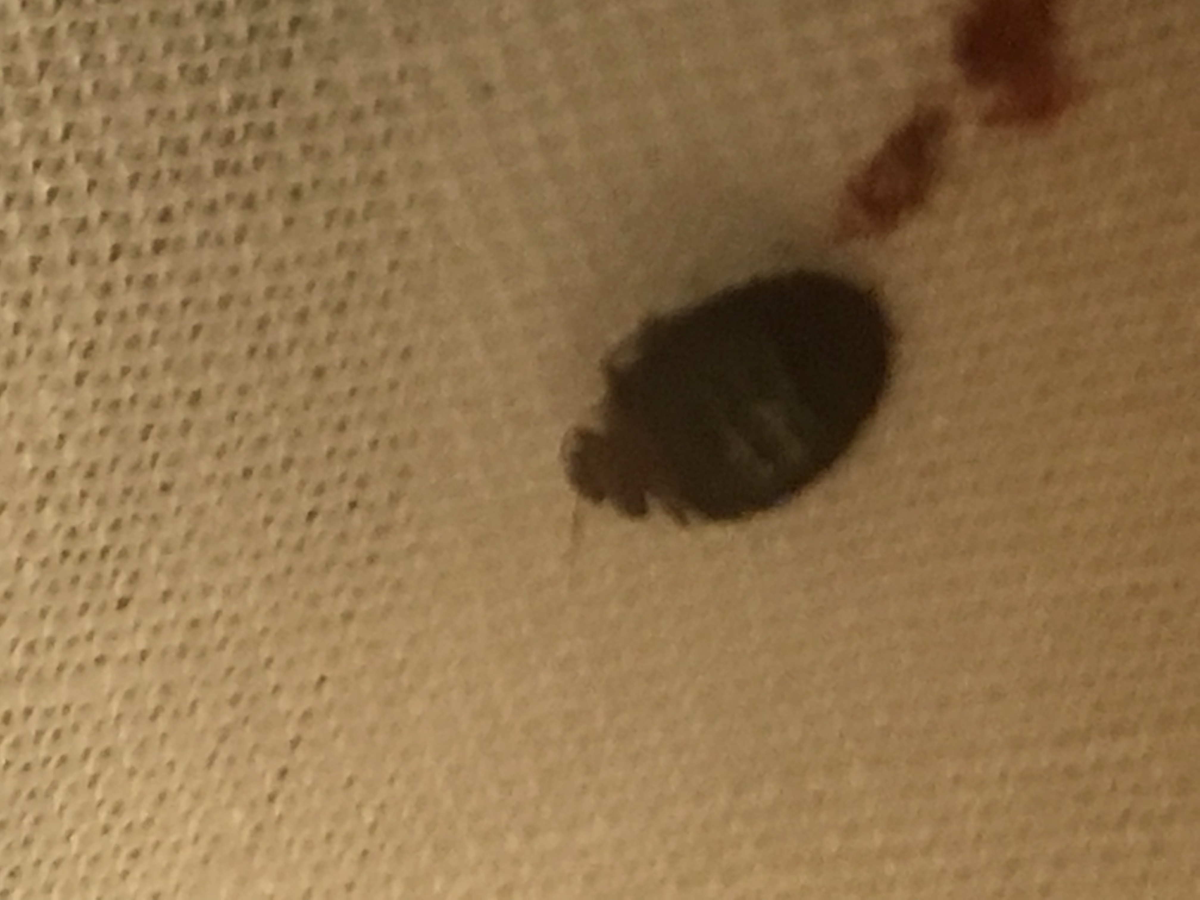 Myrtle Beach SC Bed bug Hotel and Apartment Reports