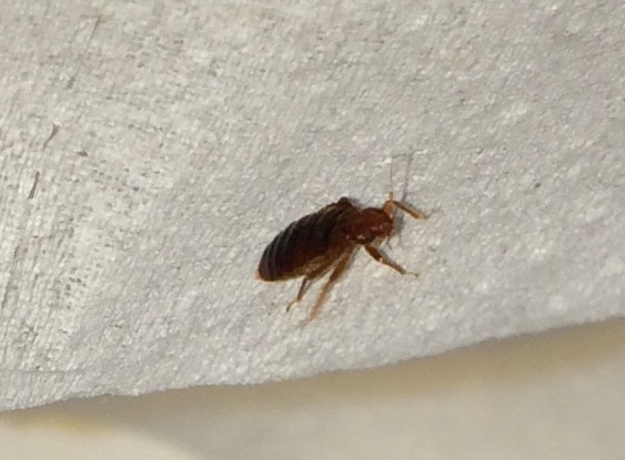 Pasadena TX Bed bug Hotel and Apartment Reports