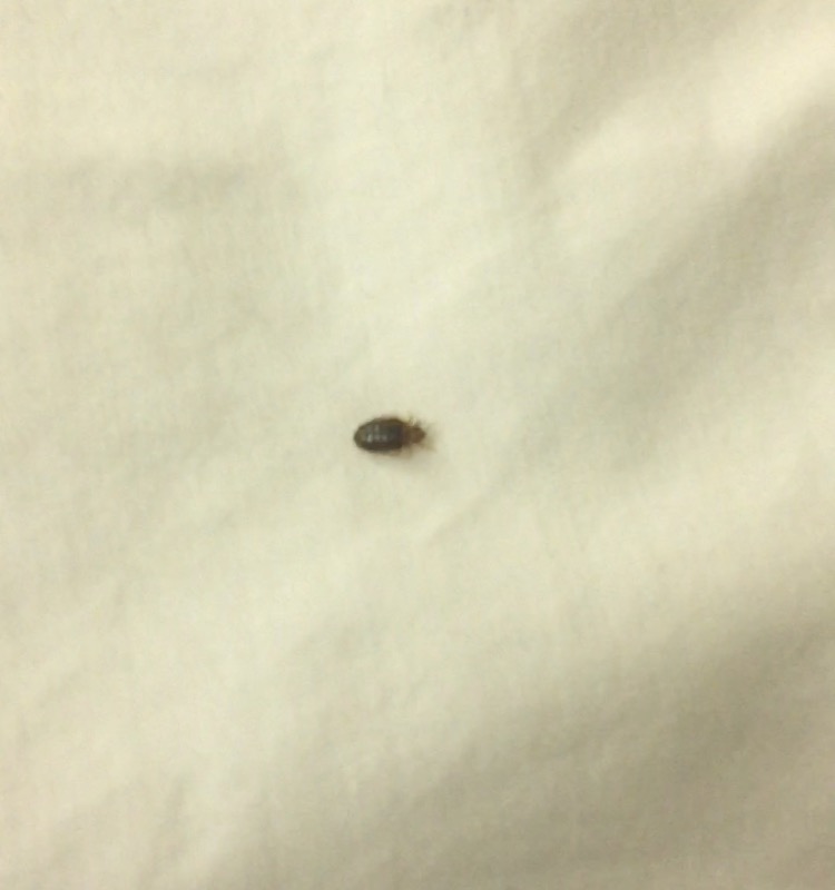 Pigeon Forge TN Bed bug Hotel and Apartment Reports