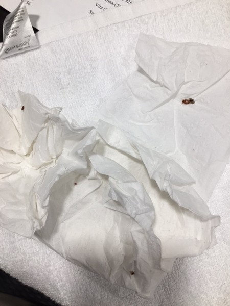 Bed Bug Reports - Check Hotels and Apartments Before You Stay