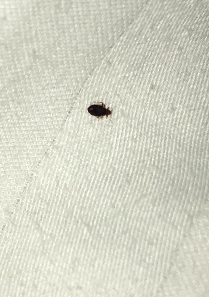 Bed Bug Reports - Check Hotels and Apartments Before You Stay