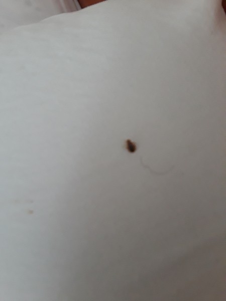 Missouri Bed Bug Hotel and Apartment Reports | BedBugReports.com