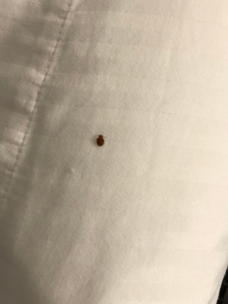 Utah Bed Bug Hotel and Apartment Reports | BedBugReports.com