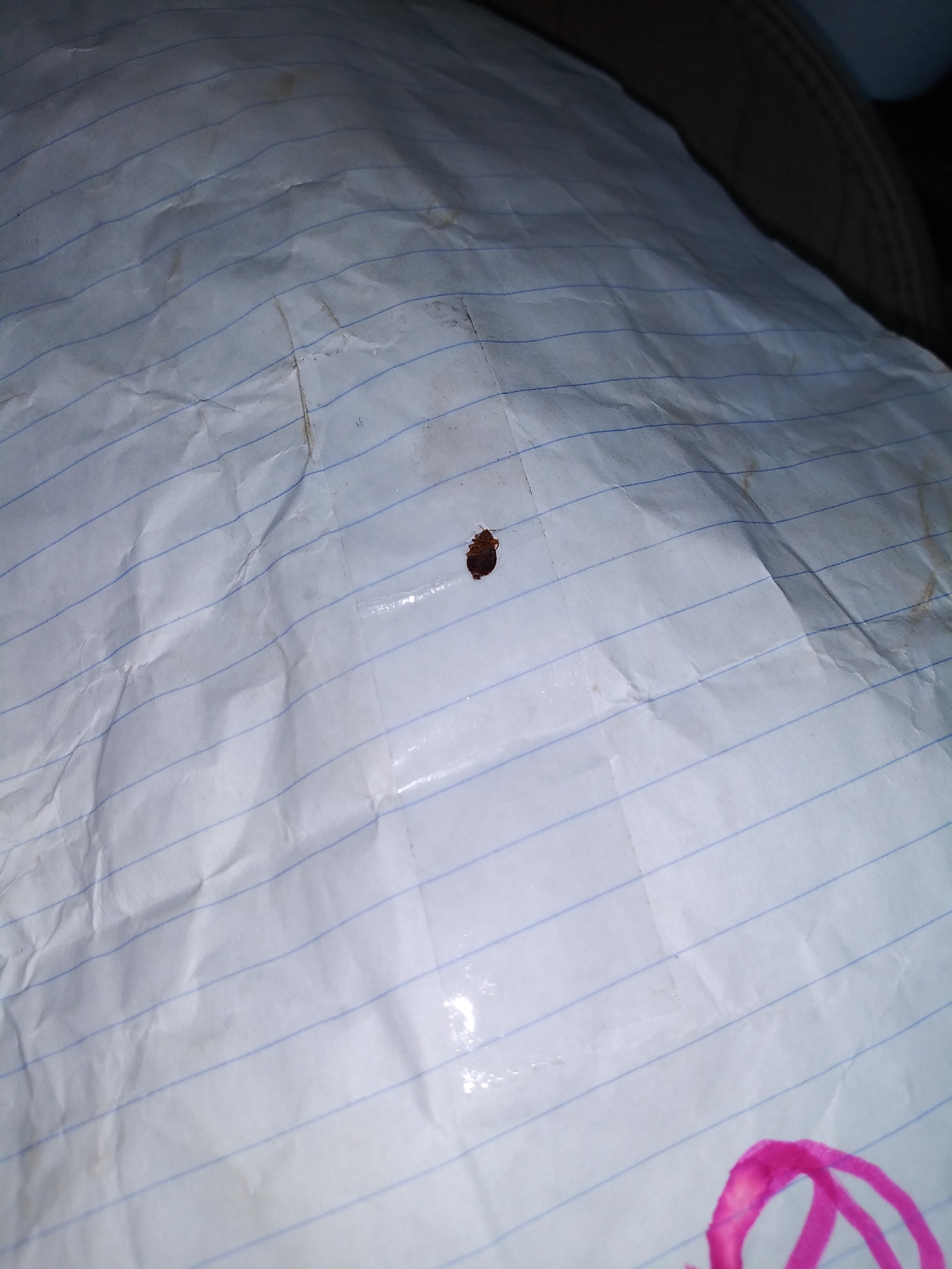 Bed Bug Reports Check Hotels and Apartments Before You Stay