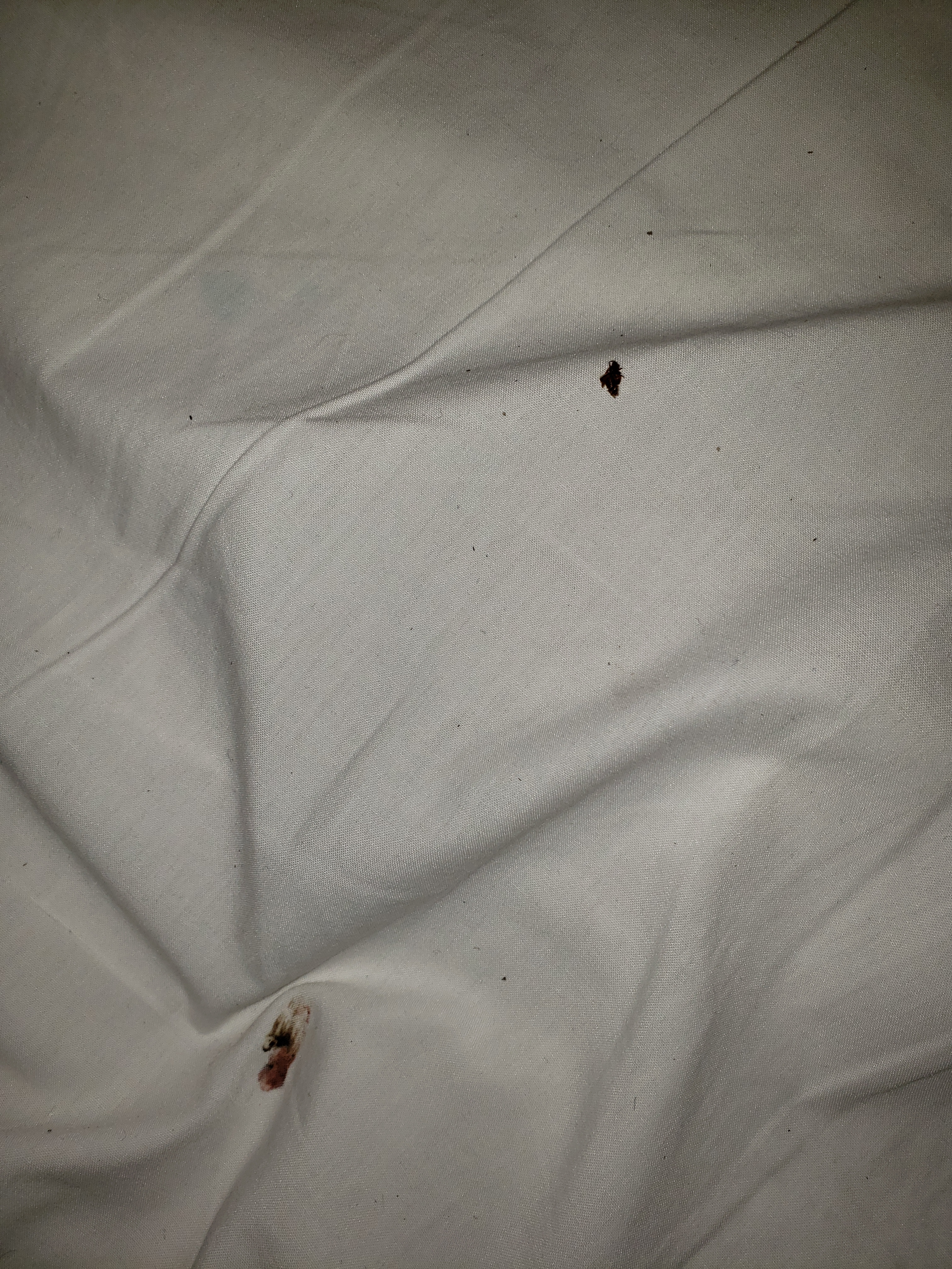 bed bug report great wolf lodge traverse city