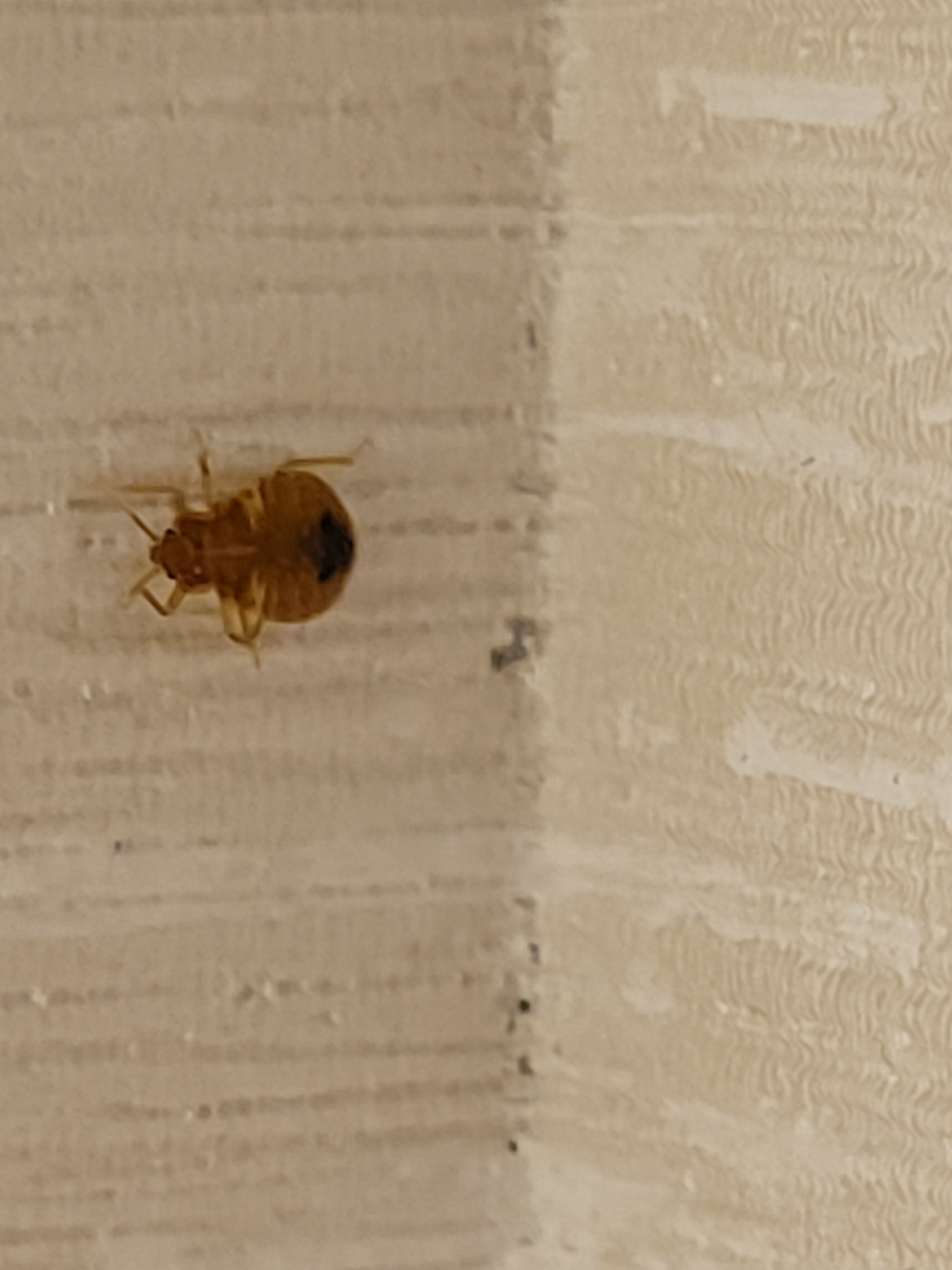reports of bed bugs at opera house hotel