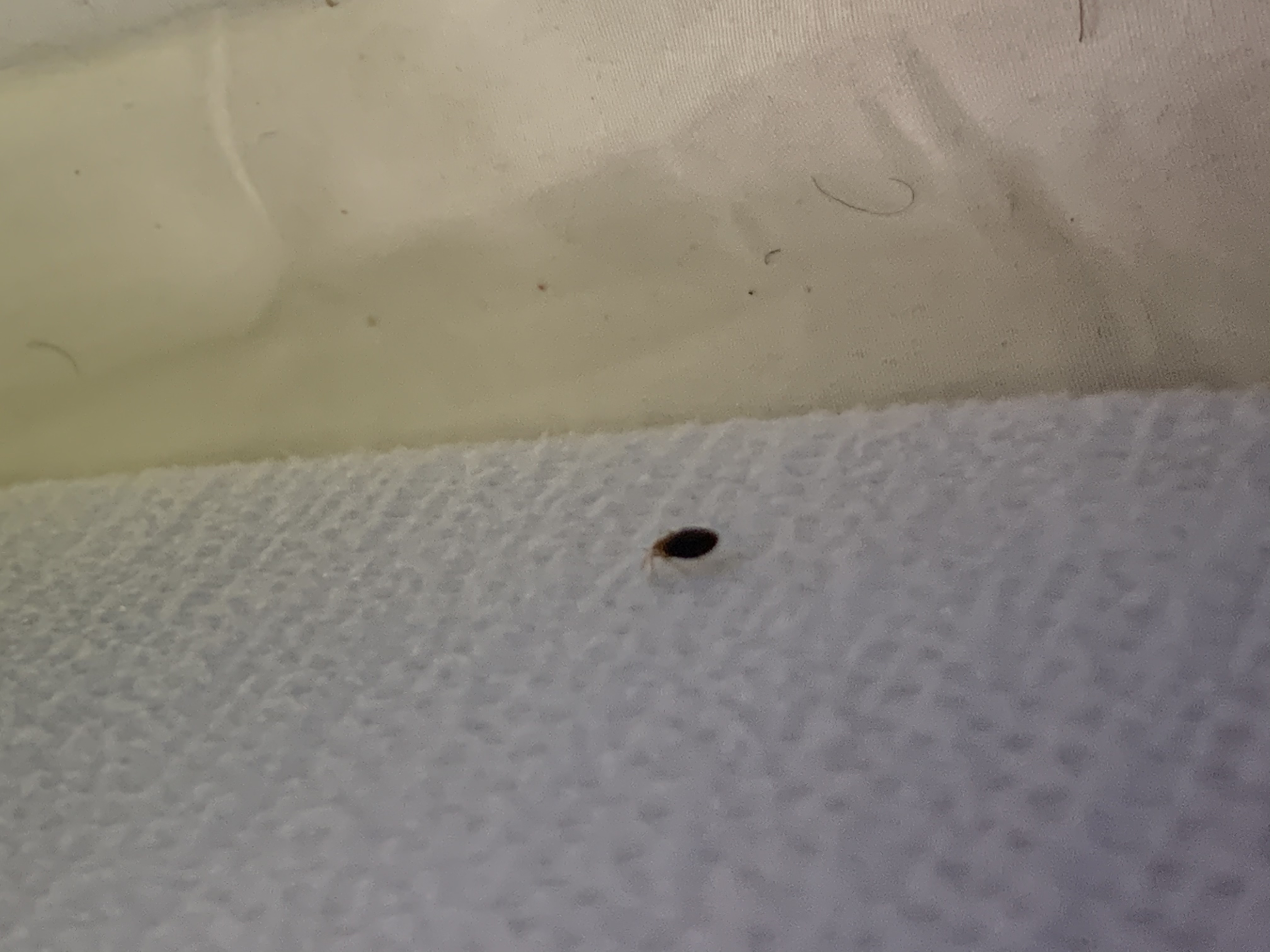 Bed Bug Reports - Check Hotels and Apartments Before You Stay