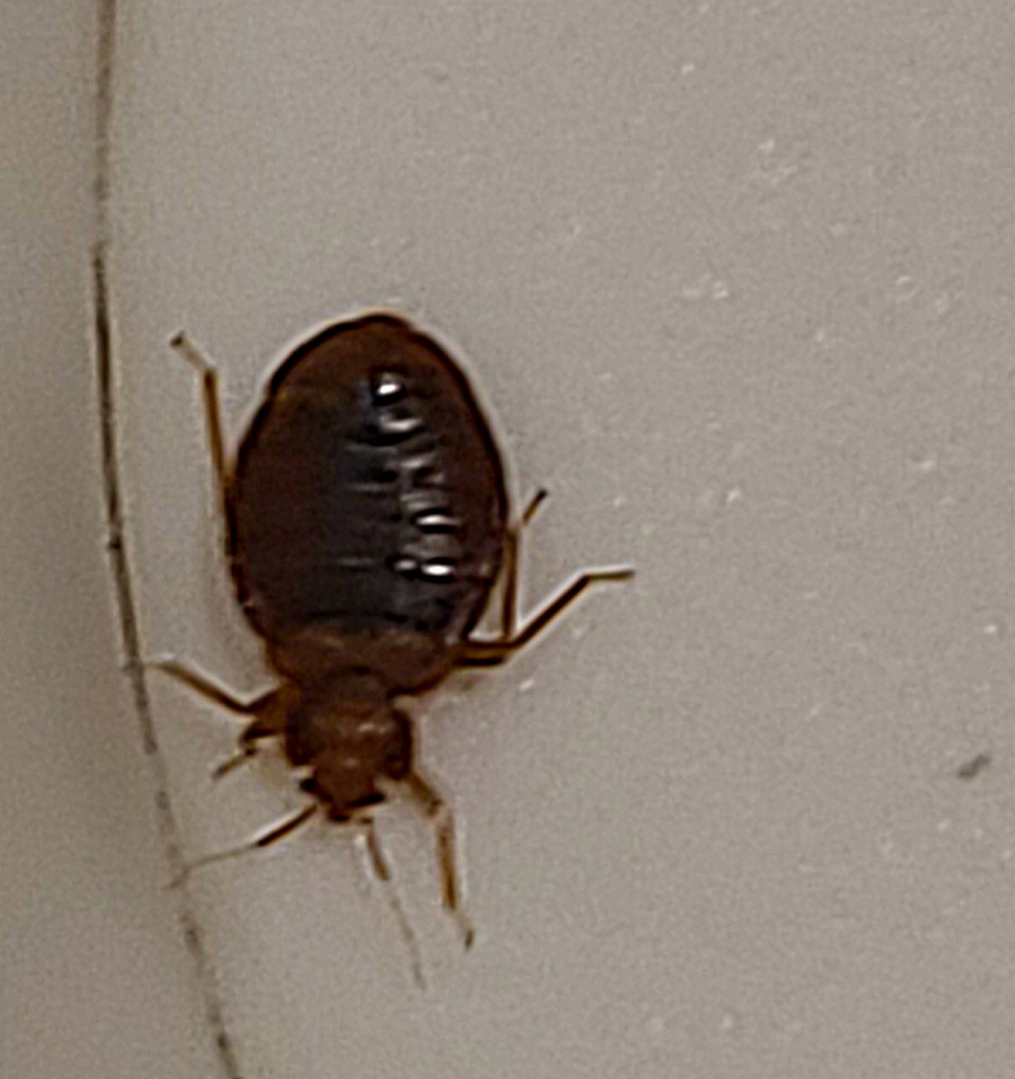 hilton garden inn columbia md bed bugs