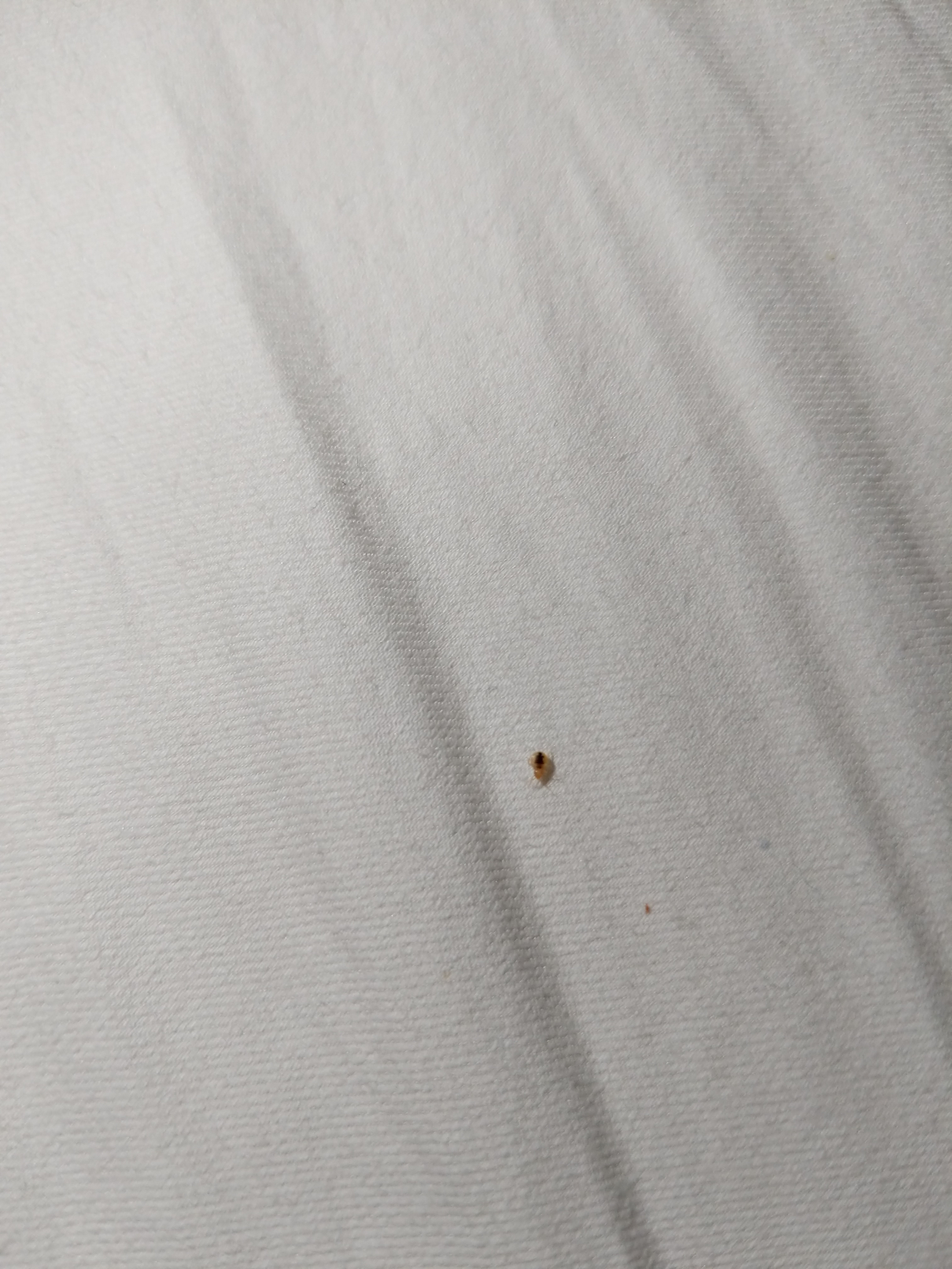 Bed Bug Reports - Check Hotels and Apartments Before You Stay