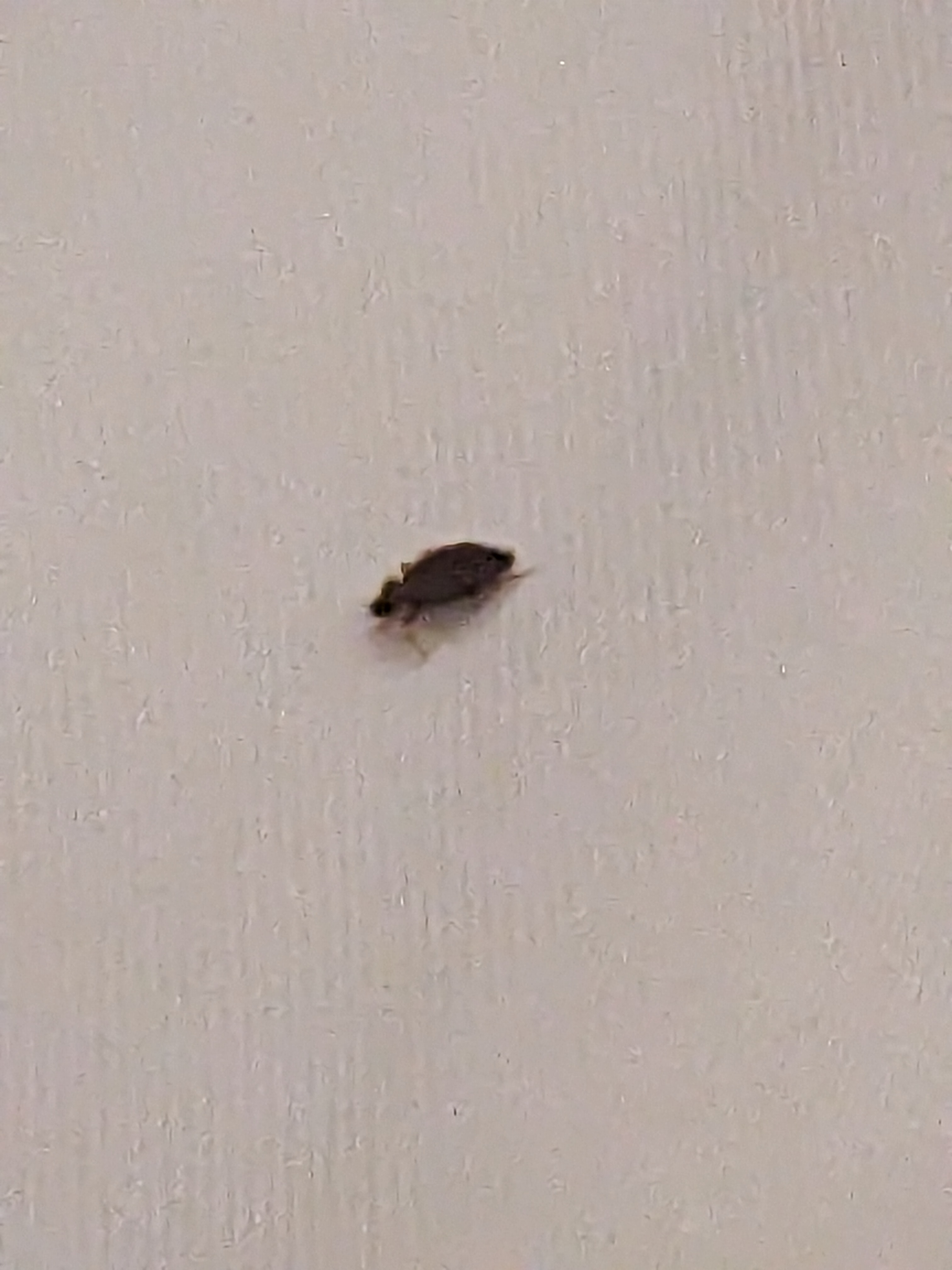 Bed Bug Reports - Check Hotels and Apartments Before You Stay