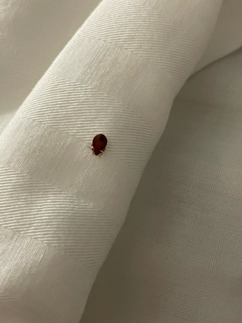 Bed Bug Reports - Check Hotels and Apartments Before You Stay