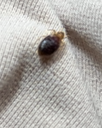 Bed Bug Reports - Check Hotels and Apartments Before You Stay