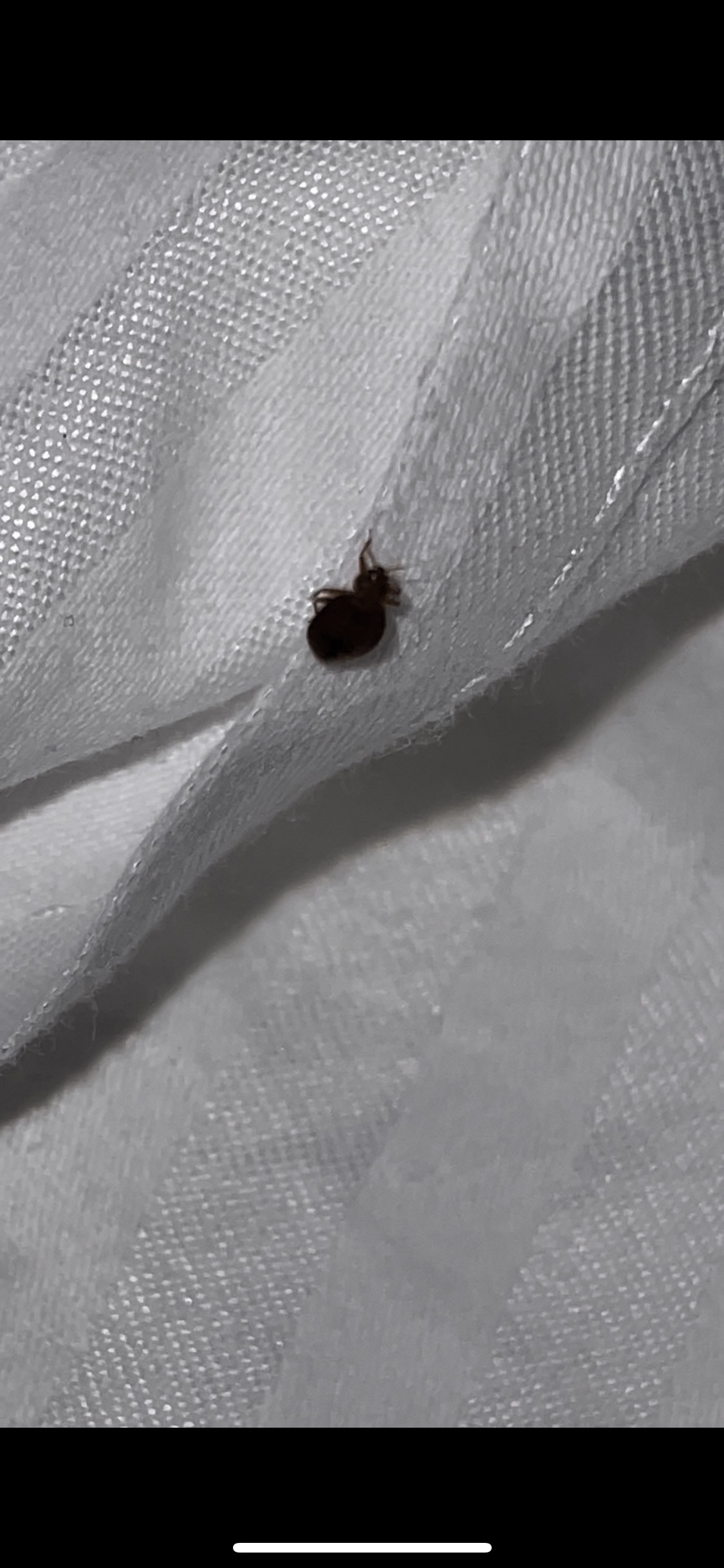 Bed Bug Reports - Check Hotels and Apartments Before You Stay