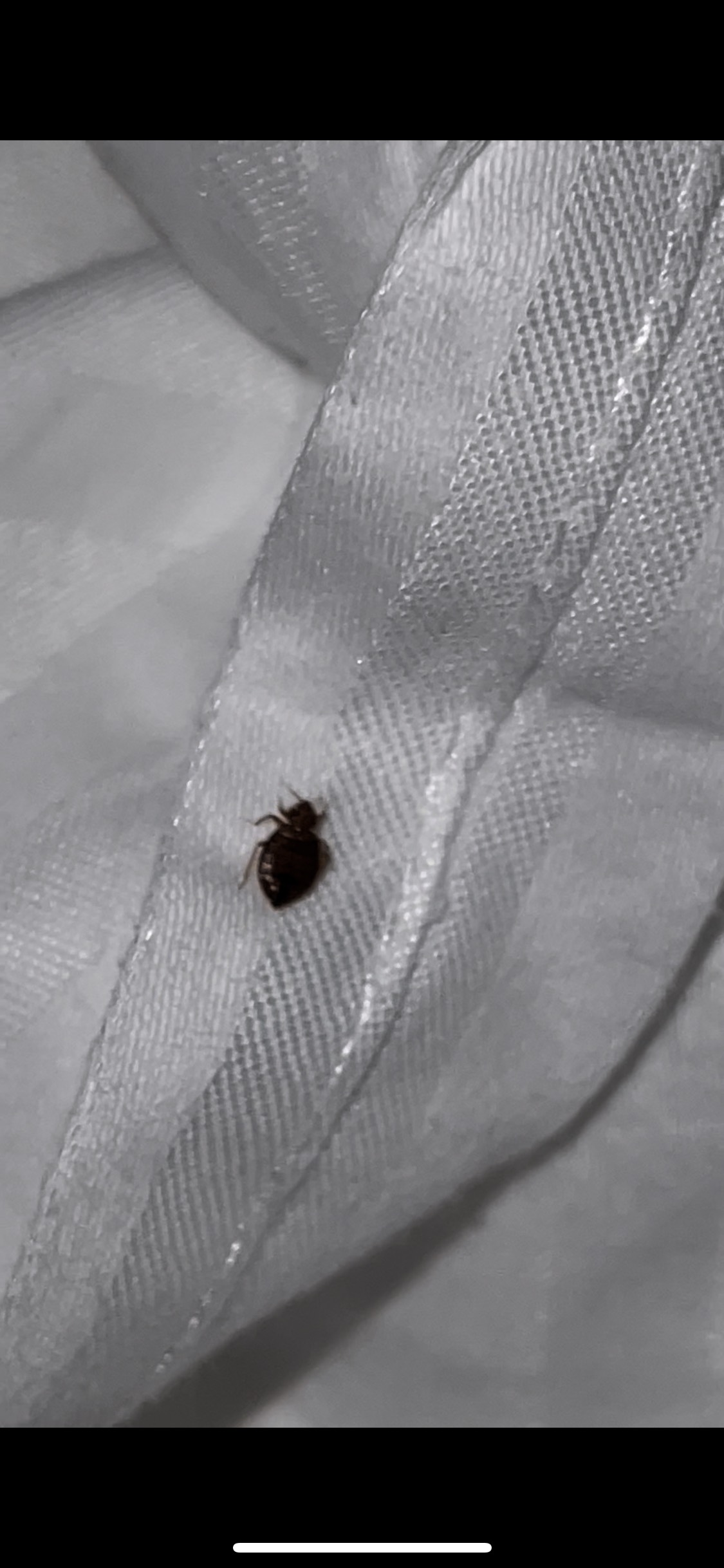 Bed Bug Reports - Check Hotels And Apartments Before You Stay