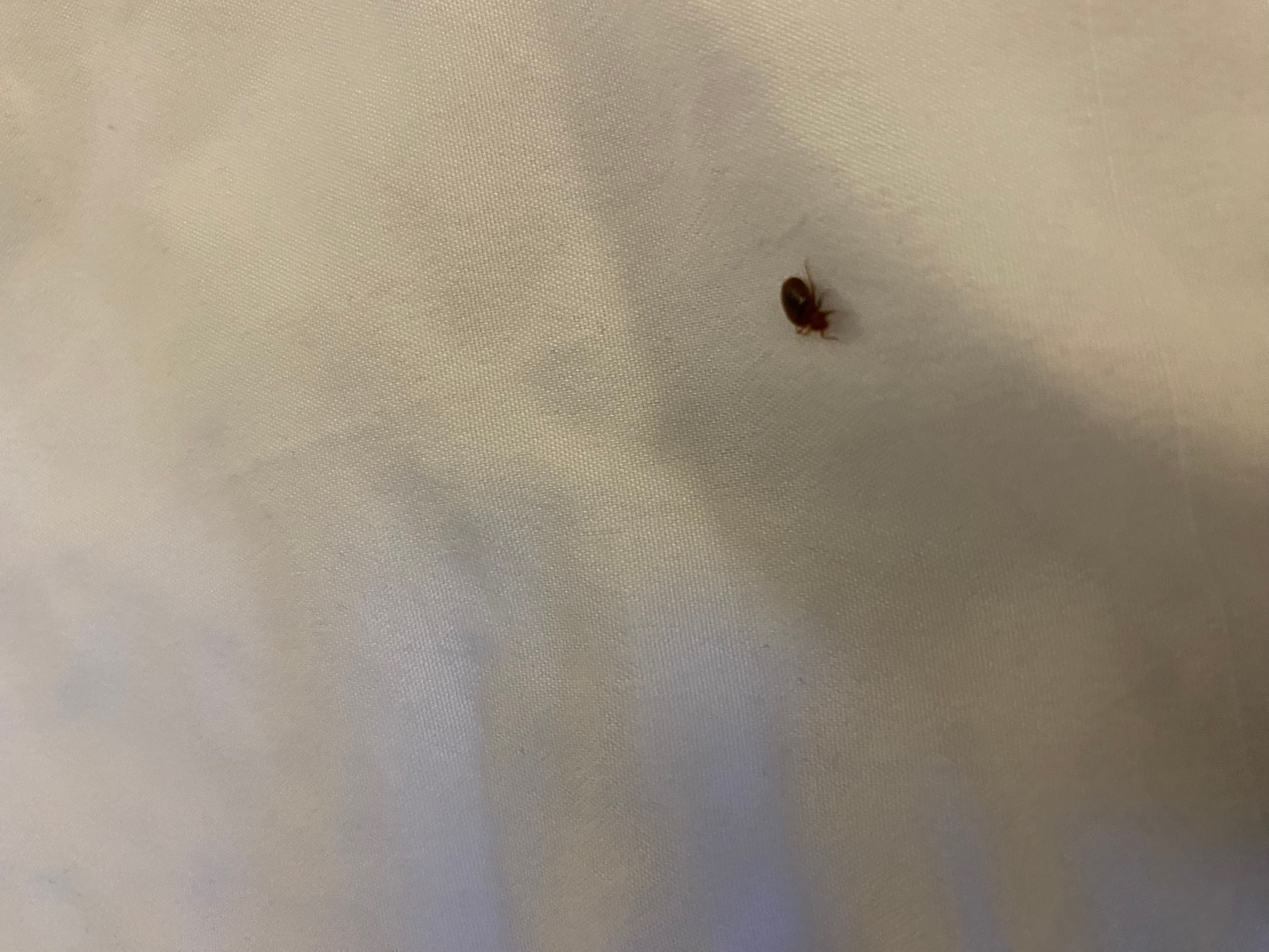 Bed Bug Reports - Check Hotels and Apartments Before You Stay